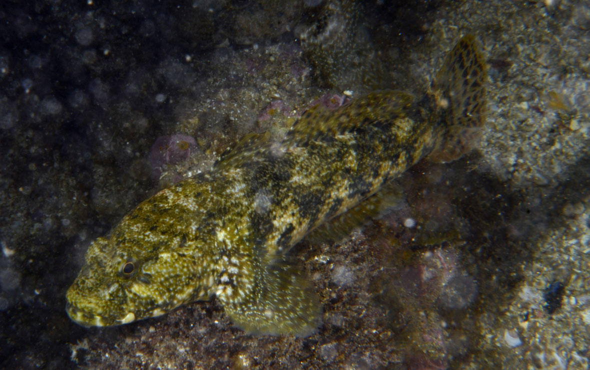 Gobidi da determinare (G.incognitus, G.cobitis, G.paganellus)